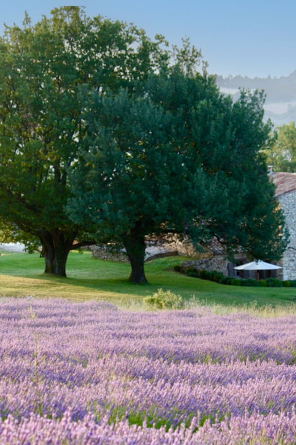 villa with lavender