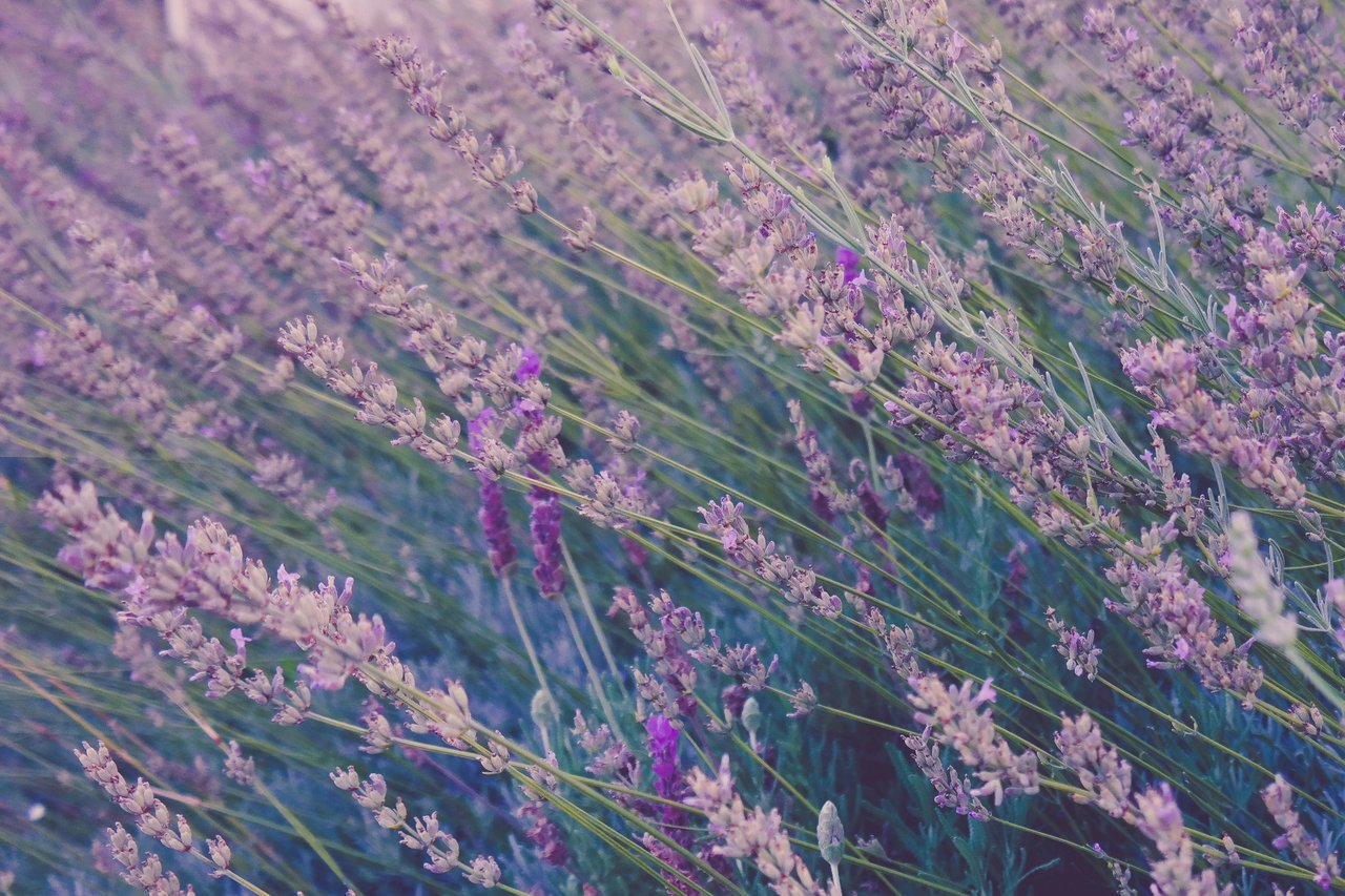 spring lavender provence