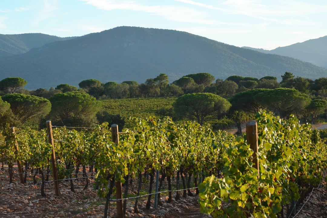 22 - Bastide du Var: Villa: Exterior