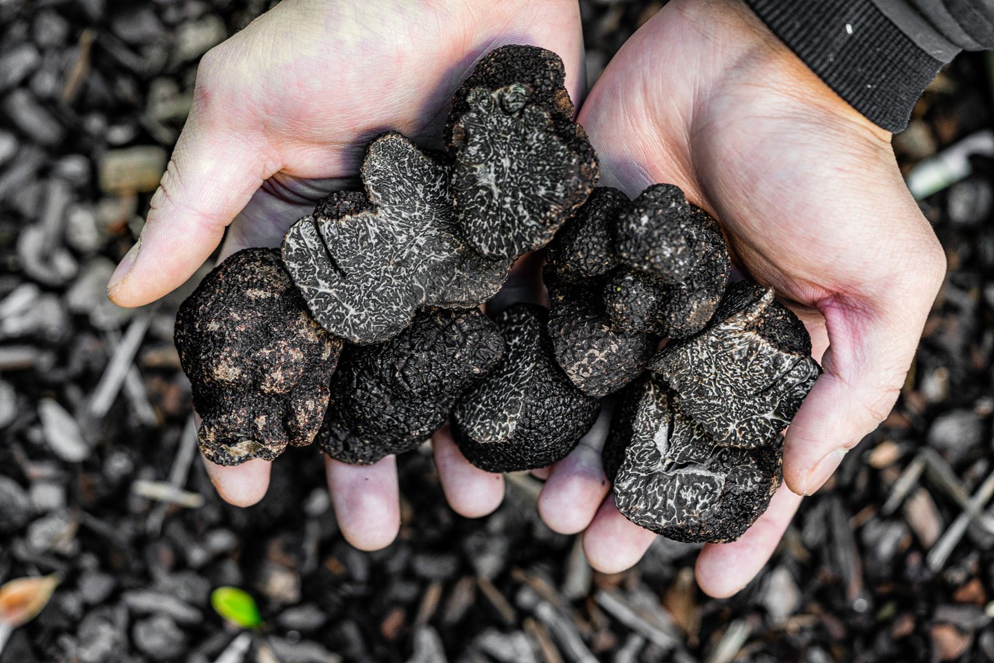 truffles