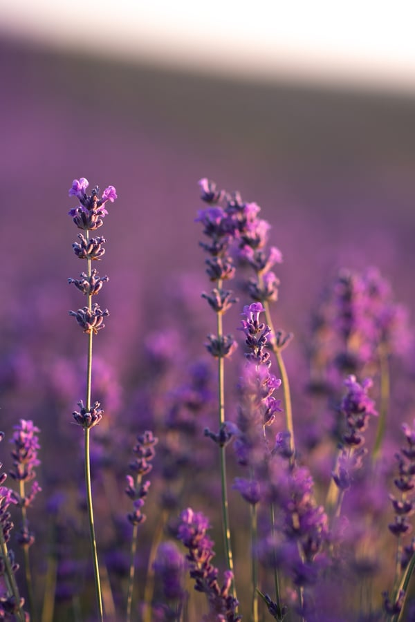 lavender fields