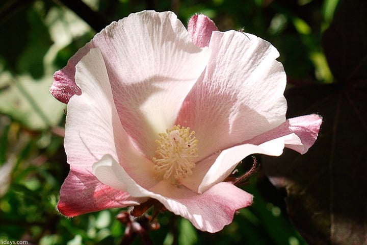 Le Jardin Conservatoire des Plantes Tinctoriales