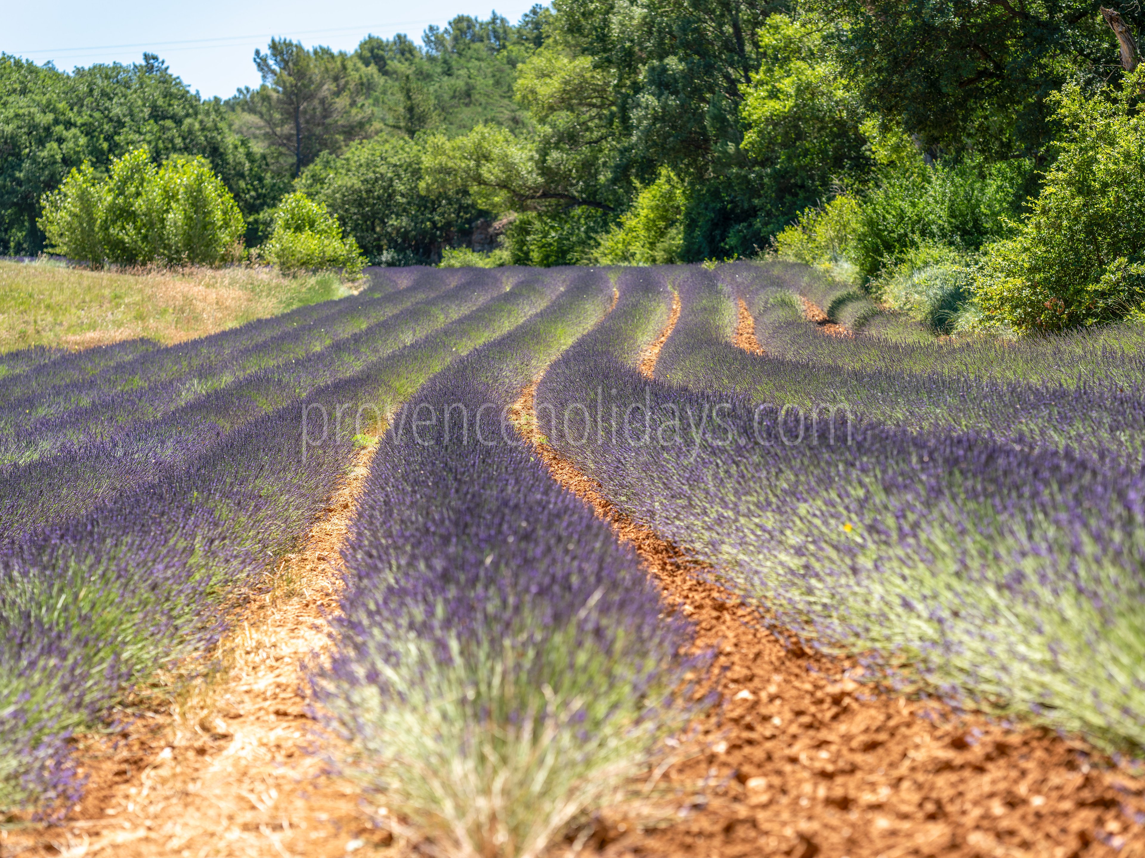 49 - La Villa aux lavandes: Villa: Exterior