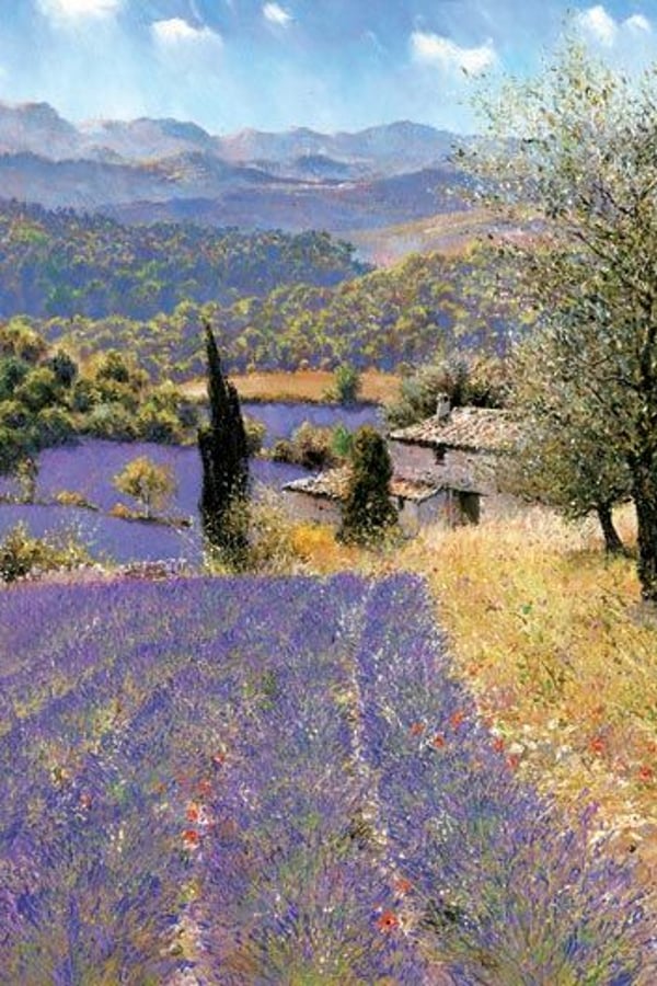 provence lavender