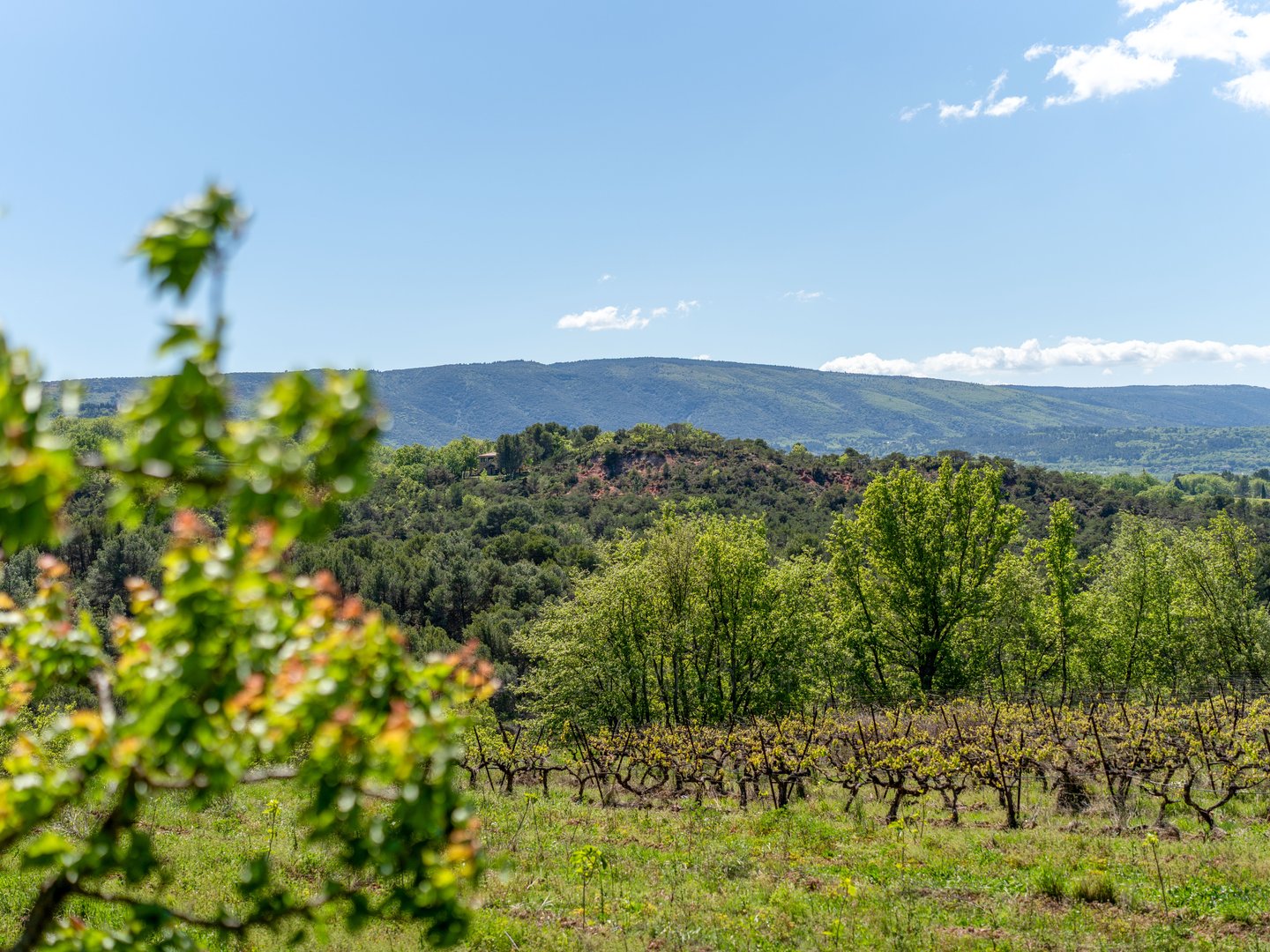 59 - Le Mas des Vignes: Villa: Exterior