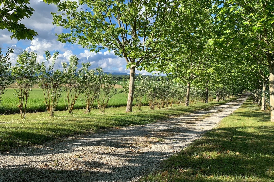 Beautiful Estate For Sale in Forcalquier Mas Pasquette - 5