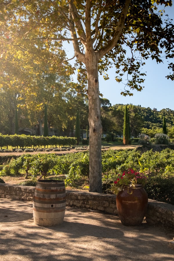 vineyard