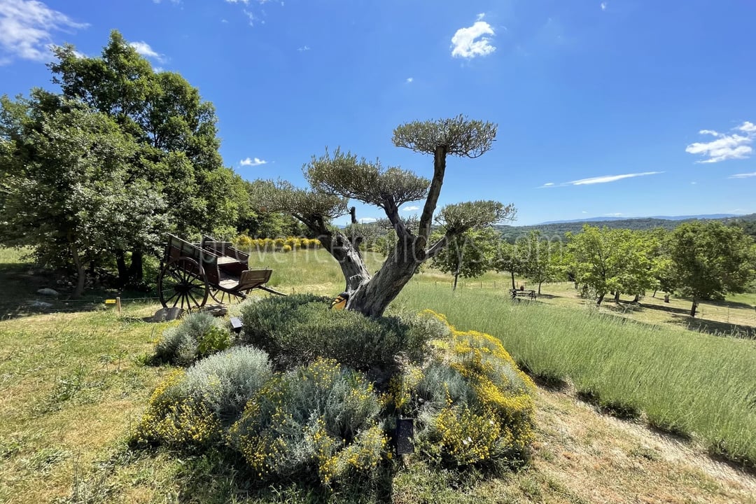 6 - Bastide with lavender in Gordes: Villa: Exterior