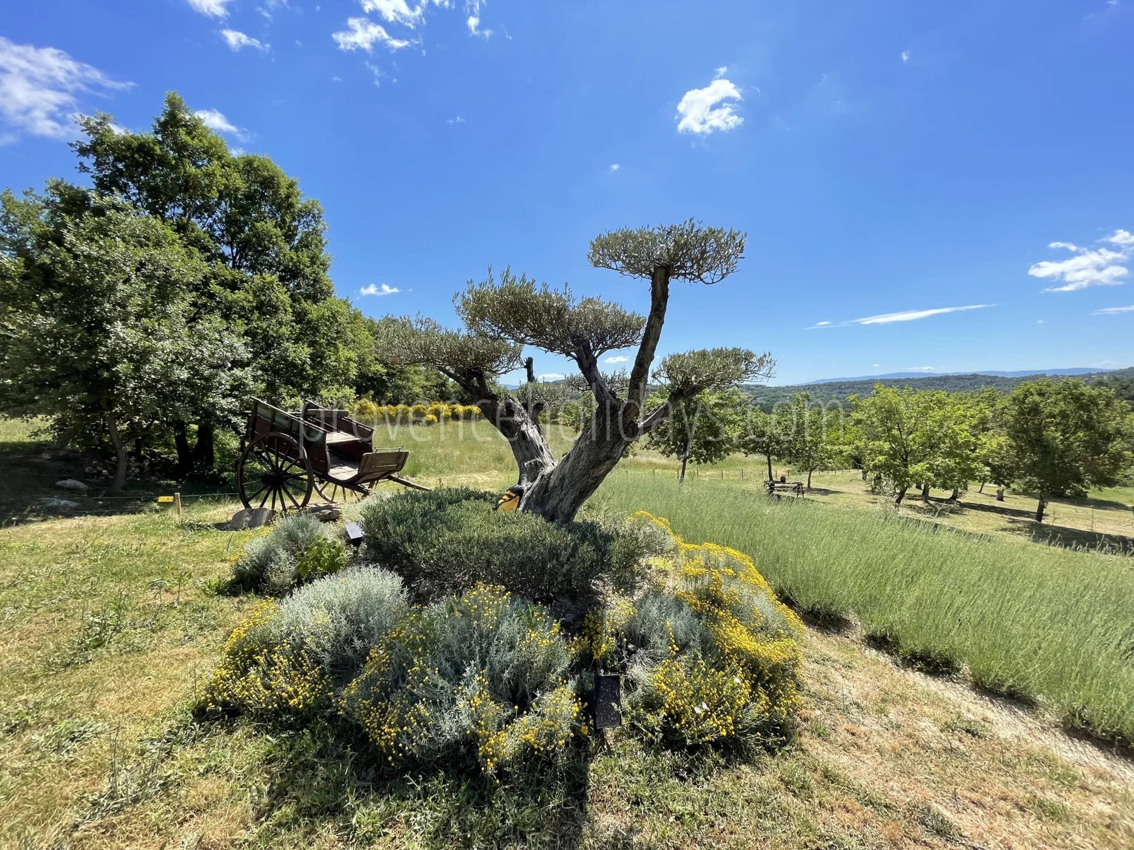 6 - Bastide with lavender in Gordes: Villa: Exterior