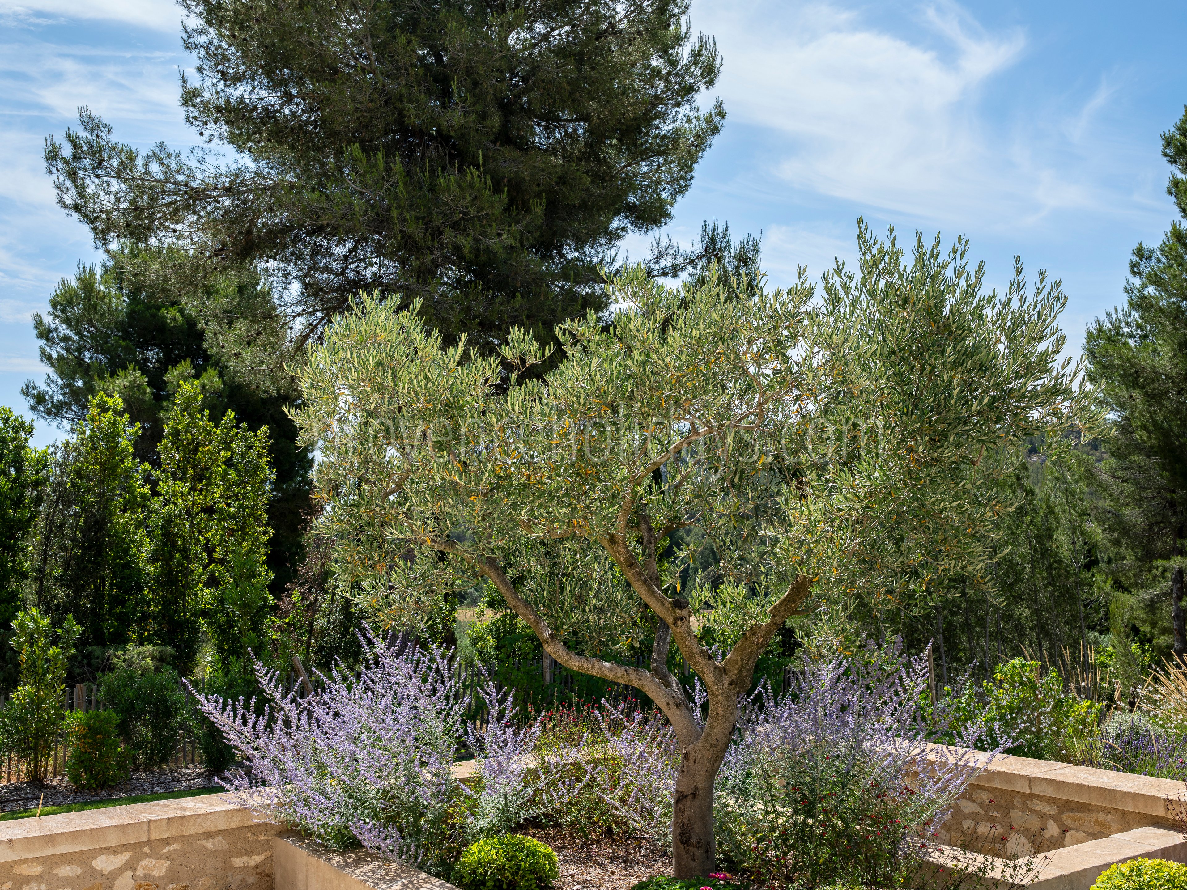 138 - Le Loup des Alpilles: Villa: Exterior