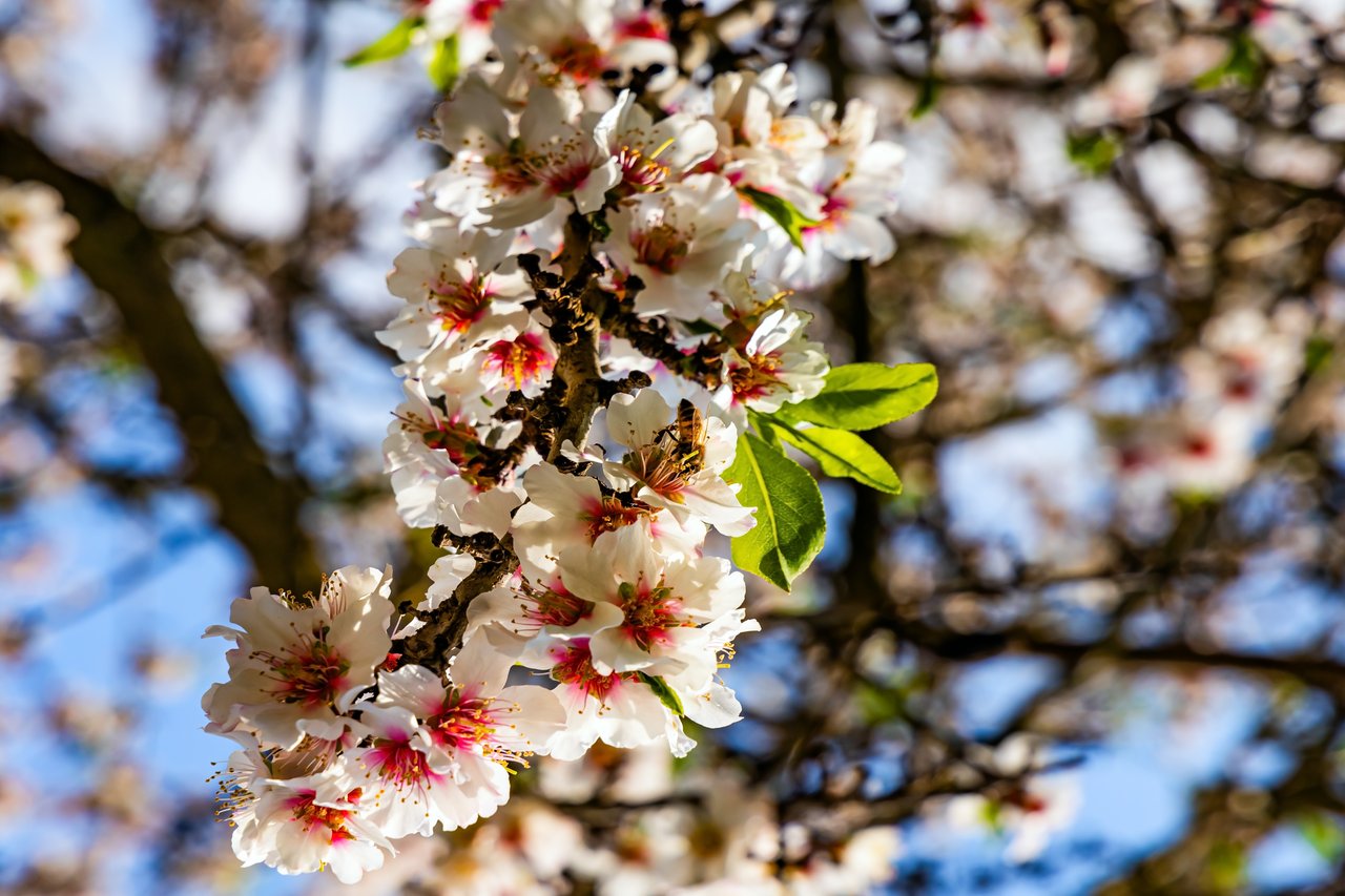 almond groves