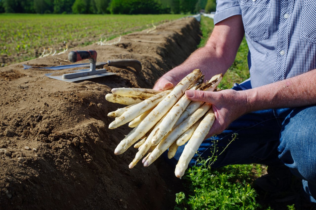 white asparagus