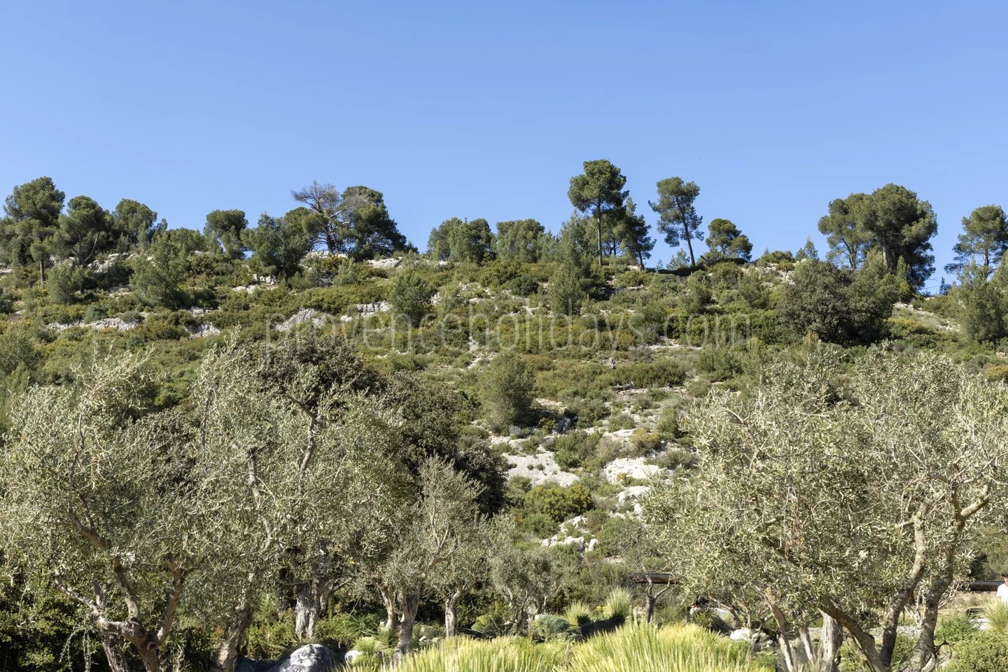 36 - Le Loup des Alpilles: Villa: Exterior