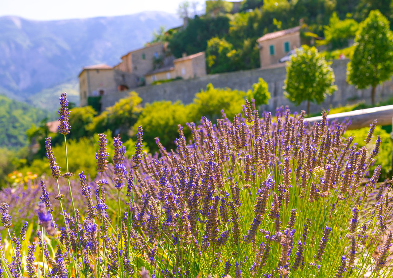 Brantes lavender mountains