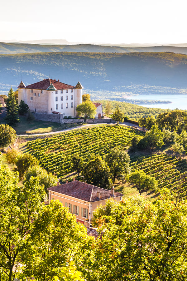 vineyard provence