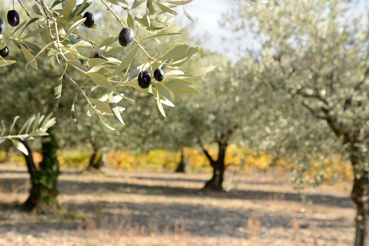 olive grove