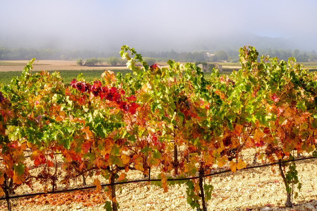autumn harvest