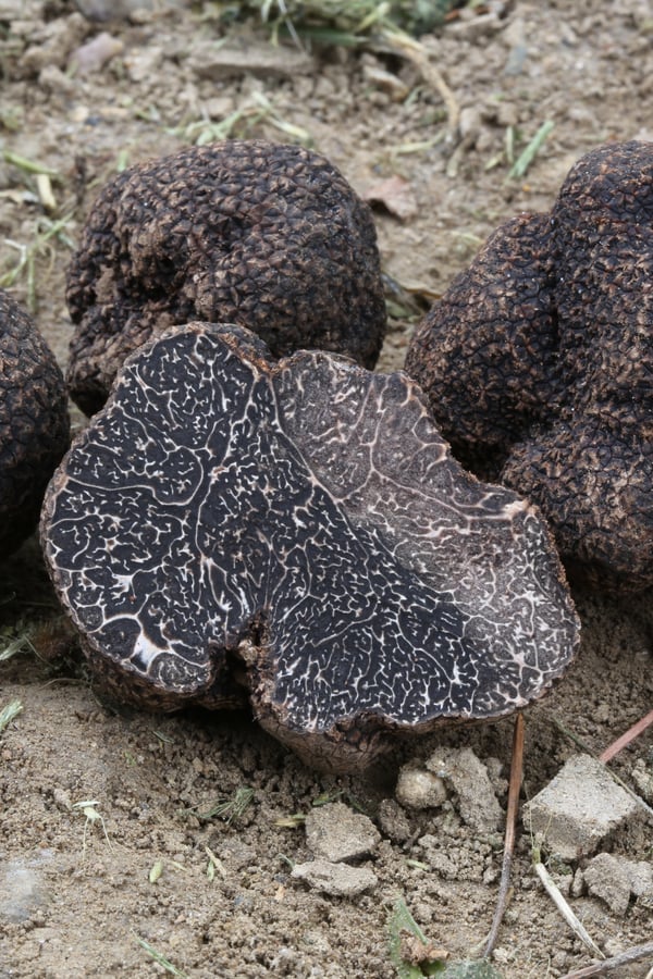 truffles