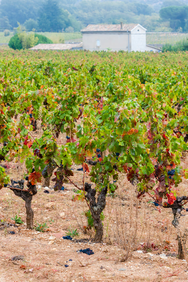 harvest provence