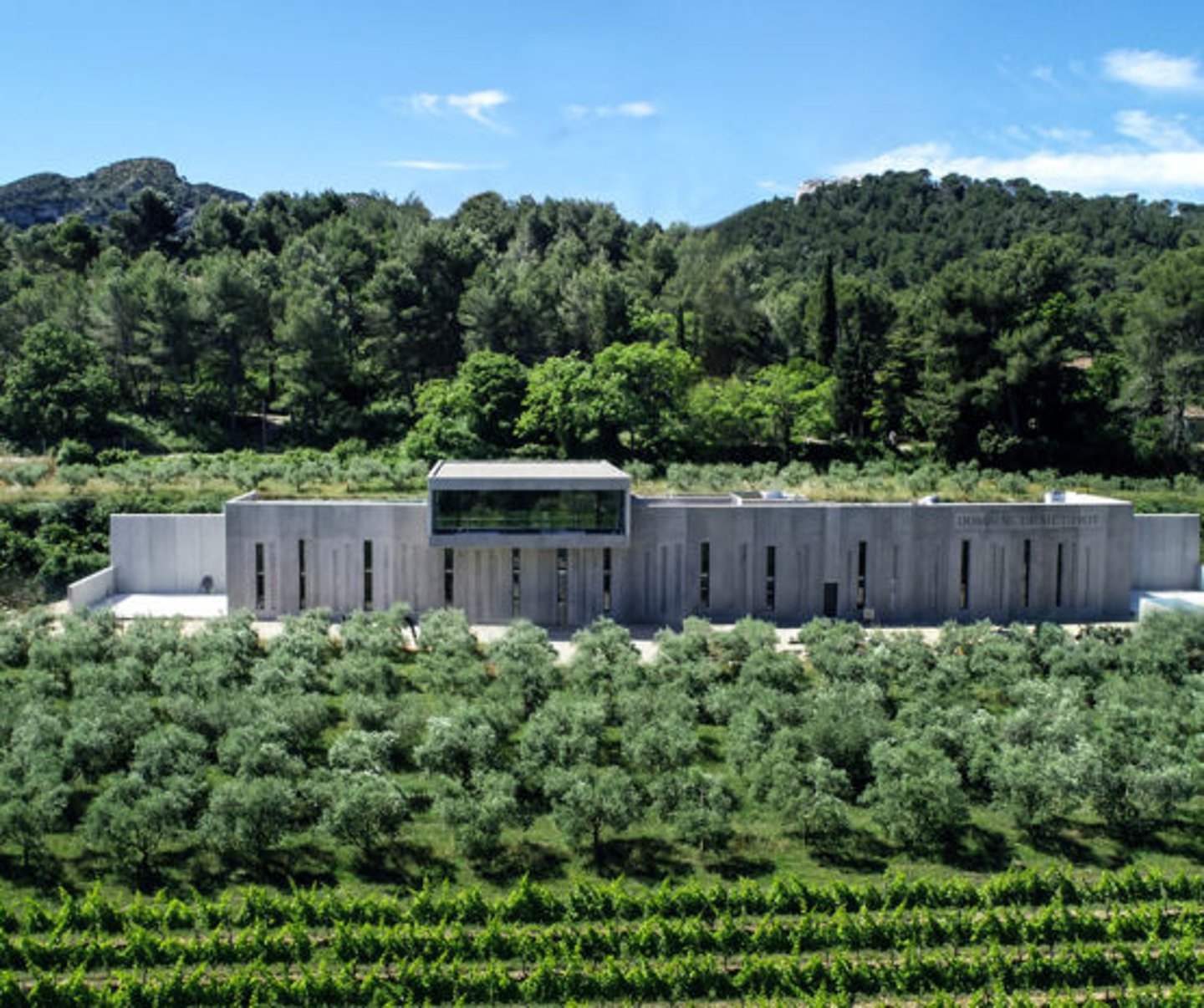 vineyard