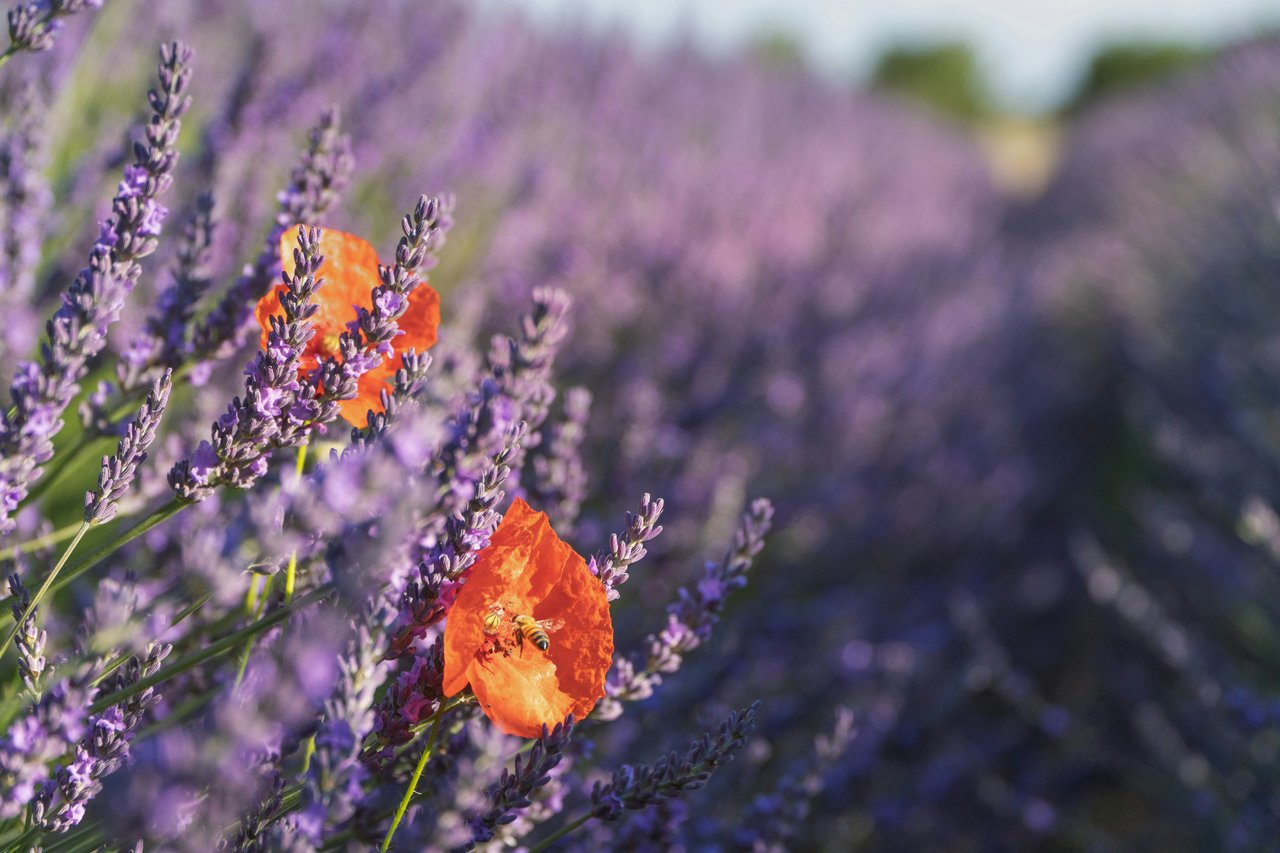 poppy and lavender