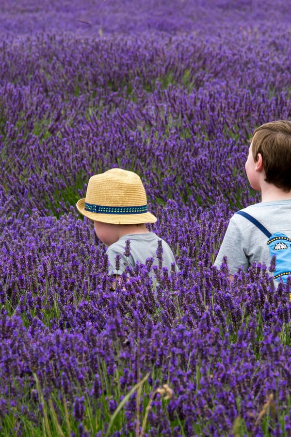 kids in lavender