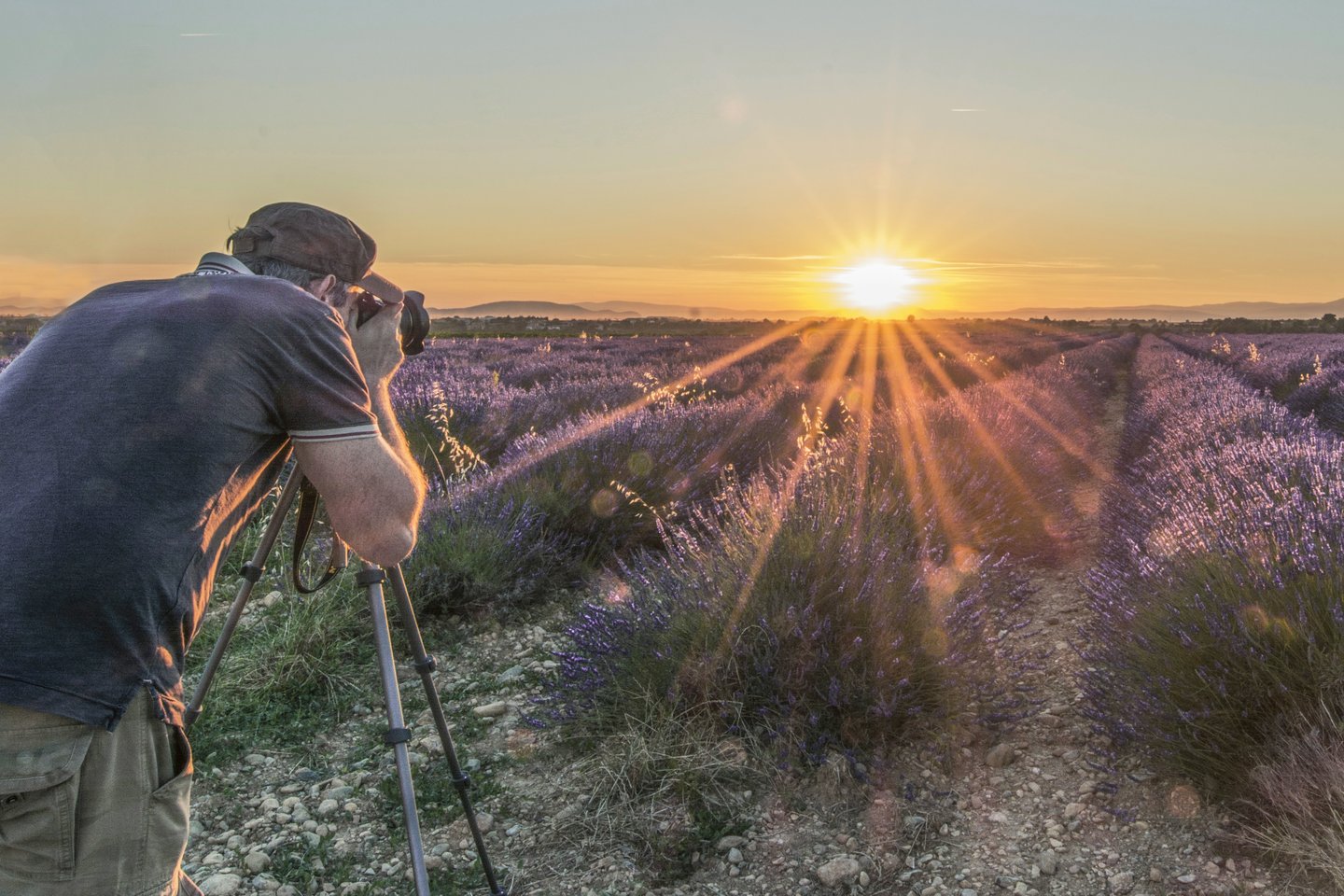 photography lavender fields
