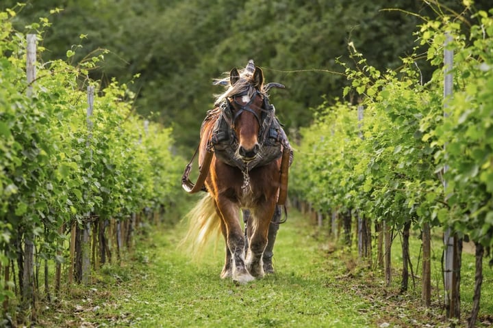 Domaine Dalméran