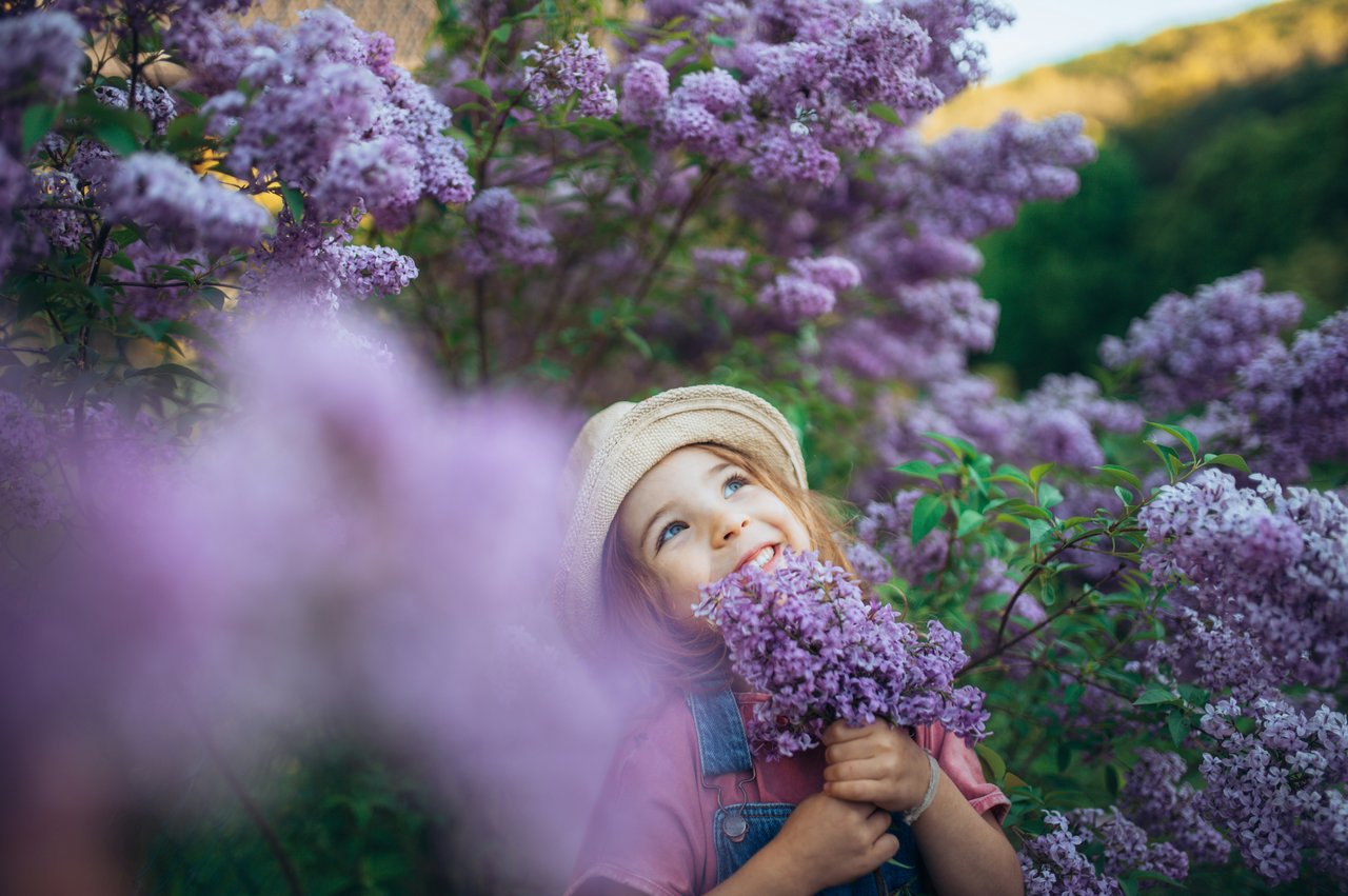 lavender festival