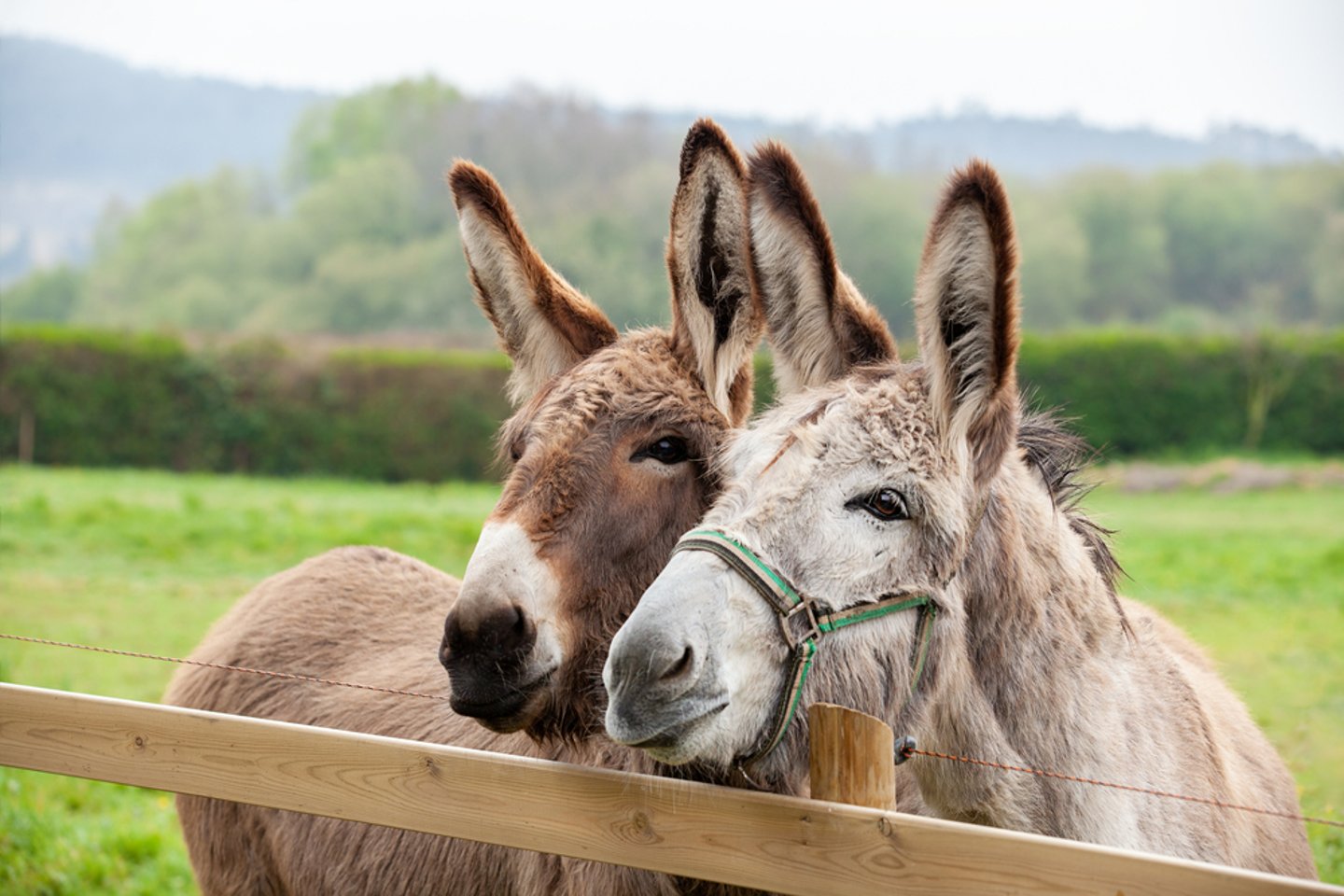donkeys