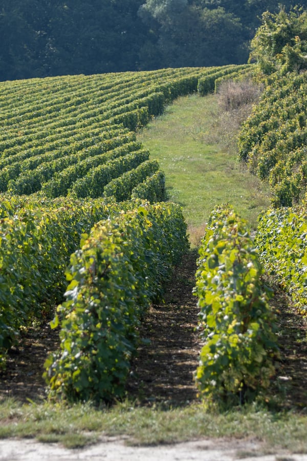 vineyards